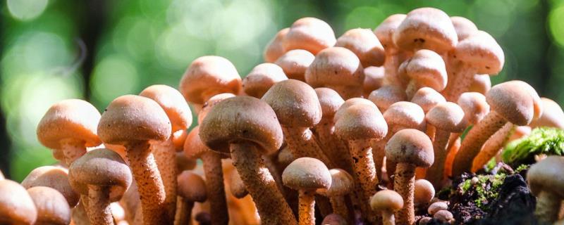 种蘑菇怎么种植方法，为什么共生型蘑菇难以人工栽培