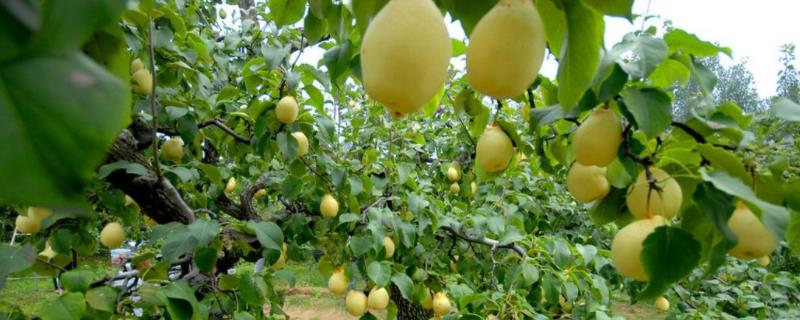 最甜早熟的梨树品种，常见的病虫害有哪些，如何用药