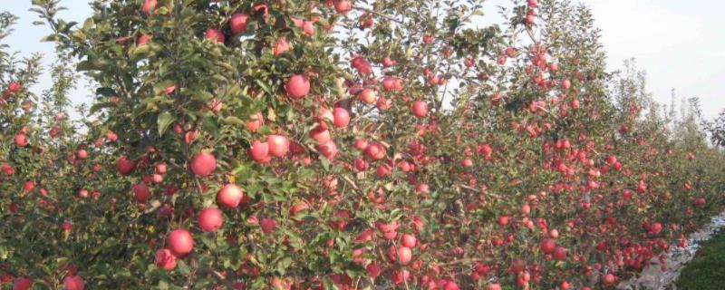甘肃花牛苹果几月成熟上市，早熟苹果品种有哪些