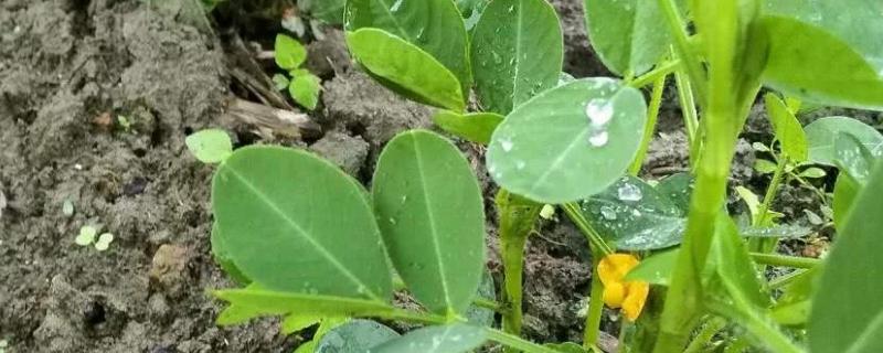 黄豆开花能打除草剂吗，雨后多久可以打除草剂