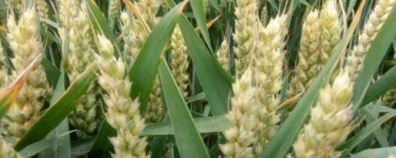 济南17小麦品种介绍，每亩播种多少斤，生长期多少天
