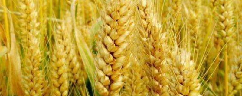 石麦22品种介绍，有何优缺点
