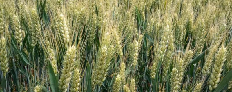济麦44每亩播种多少斤，生长期多少天