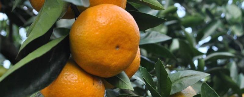 沃甘橘树的种植与管理，一般在几月份成熟