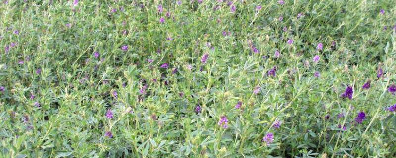 紫花苜蓿一亩地能产多少斤 什么时候播种合适 致富热