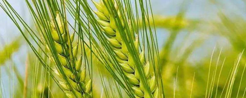 济麦22小麦品种介绍，每亩播种多少斤，生长期多少天