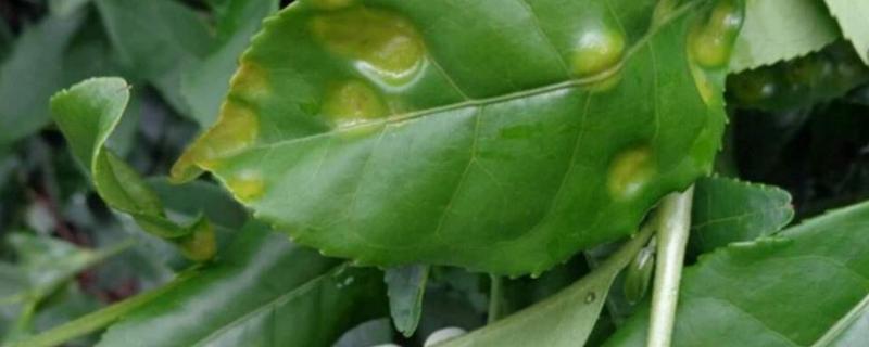 茶树病害图片及防治，附种植方法和管理