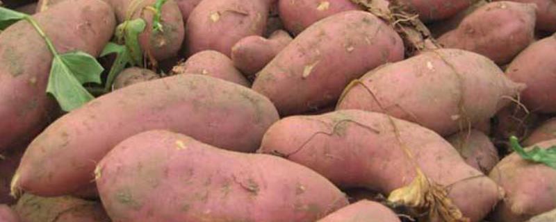 红薯产量，附种植时间和方法