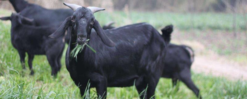黑山羊养多久可以出栏，养殖前景如何