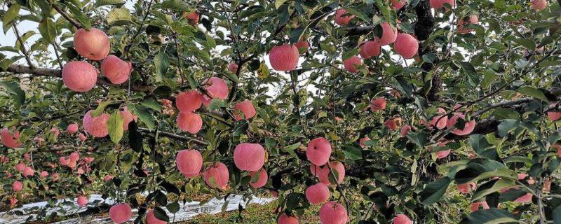 苹果树秋季施肥最佳时间，施什么肥好？施肥后浇水好吗