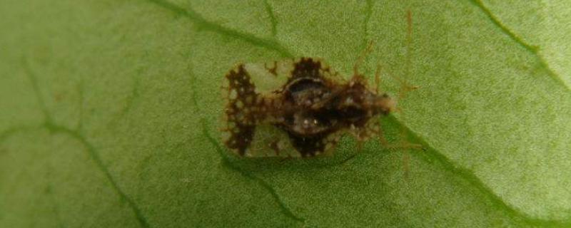 网蝽用什么药最有效，悬铃木方翅网蝽有毒吗