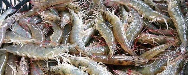 养殖虾和海虾的区别是怎样，养殖虾多少个月可以出售