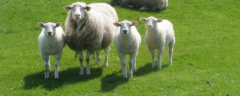 一只母羊一年产几只，怎样解决母羊总下单羔的问题