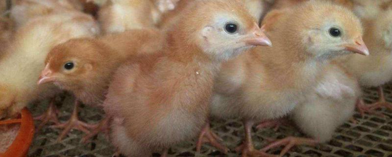 海兰褐蛋鸡产蛋性能，可以散养吗