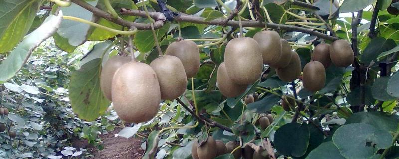 猕猴桃种植技术与栽培，种植几年可以挂果