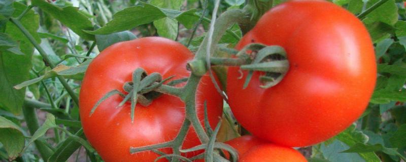 露天西红柿种植与管理，常见的病虫害有哪些，如何用药