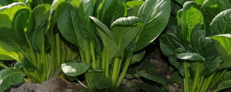菠菜的生长过程记录，什么肥料使菠菜长得快