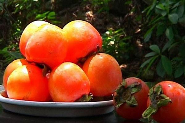 温州地区可以种植什么水果