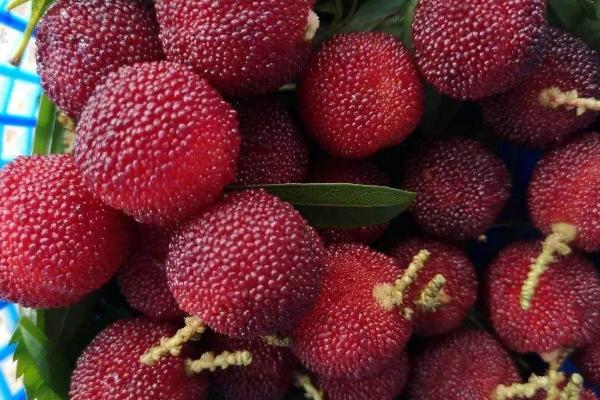 温州地区可以种植什么水果