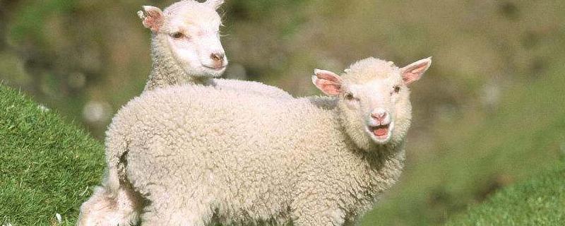 羊一次能生几个小羊，刚出生小羊羔喂几毫升奶