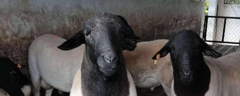 杜寒杂交羊一代与二代区别，一胎产几个