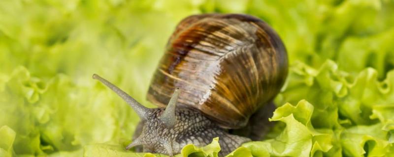 养蜗牛的利润与成本，需要注意哪些方面
