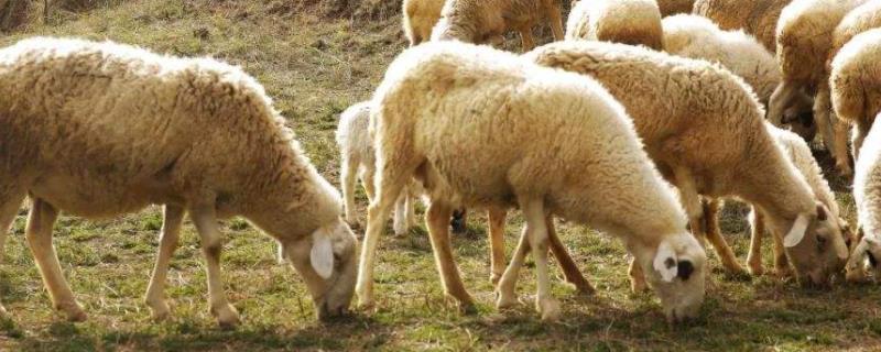 羊为什么可以近亲繁殖，一年下几次羊羔