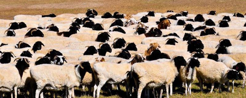 新疆羊品种，外地羊应激怎么调理