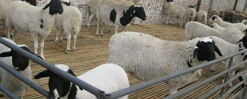 养100只羊要多大场地，新手养羊的羊圈建造