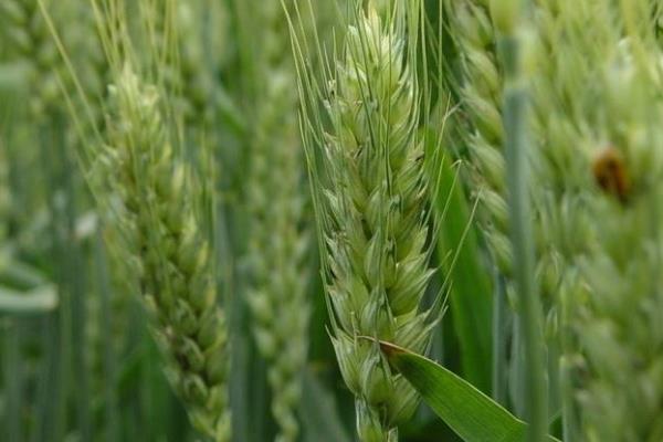 5个强筋小麦品种