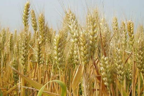 5个强筋小麦品种