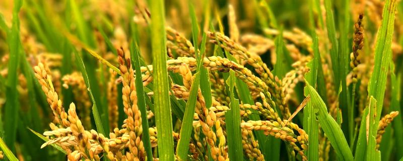 国标一级米有哪些稻种，和二级米有什么区别