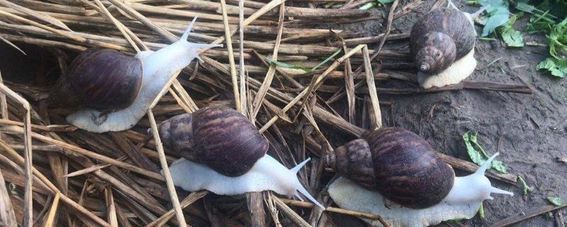 蜗牛在农业生产上是，养殖的蜗牛主要用来干什么