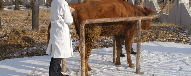 牛人工授精技术教程，如何确定牛的最佳输精时间