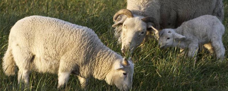 一只羊一年的利润是多少，一年需要多少草料