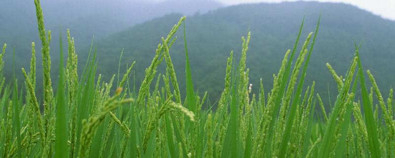 长江三角洲粮食作物以什么为主，霜期对农作物影响