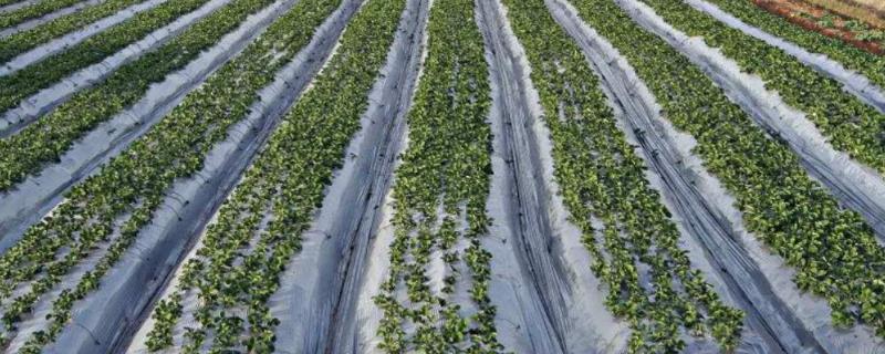 为什么要给农作物施肥这说明农作物还受到哪些非生物因素的影响，合理施肥量与农作物亩产量之间的关系是什么