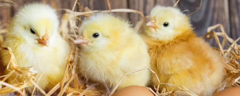 孵小鸡需要多少天，没有工具怎么孵化小鸡