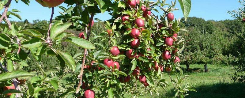 10亩苹果一年利润多少，需要多少人管理