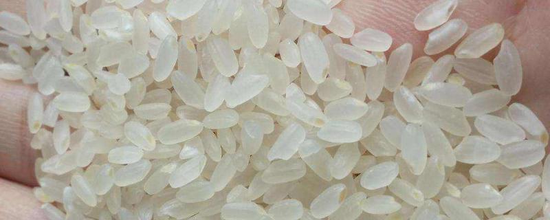 米长米虫了该如何处理，没米了还会繁殖吗