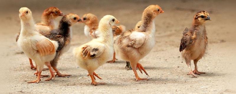 小鸡怎样喂养成活率高，养殖中容易出现哪些疾病