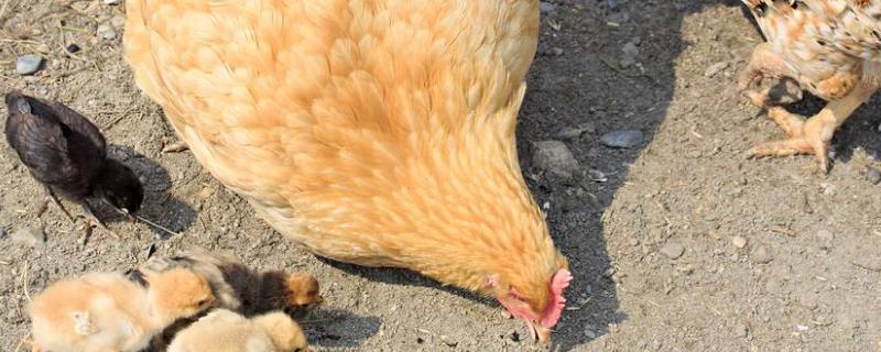 母鸡孵化小鸡需要多少天，对温度有什么要求，需要公鸡吗