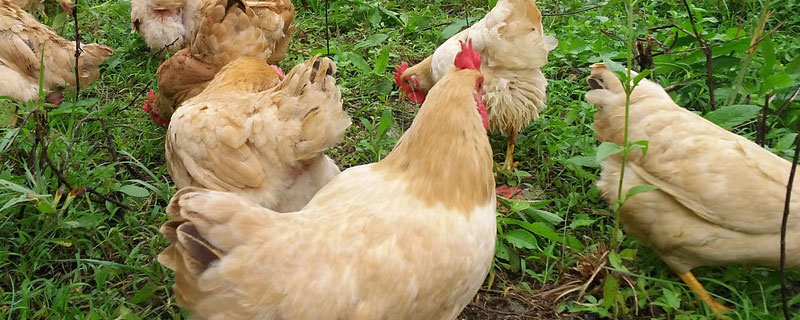 养一只鸡的成本是多少，一亩菊苣可养多少只鸡