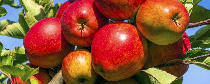 苹果种植对保护地表的积极影响，附苹果种植技术与管理
