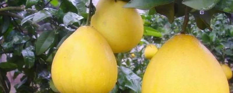 柚子的生长过程，种子怎么样才能发芽