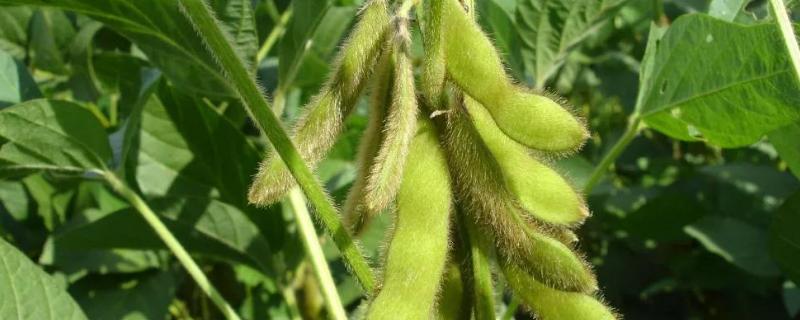 大豆的生长周期，小型大豆收割机一天能收多少亩地