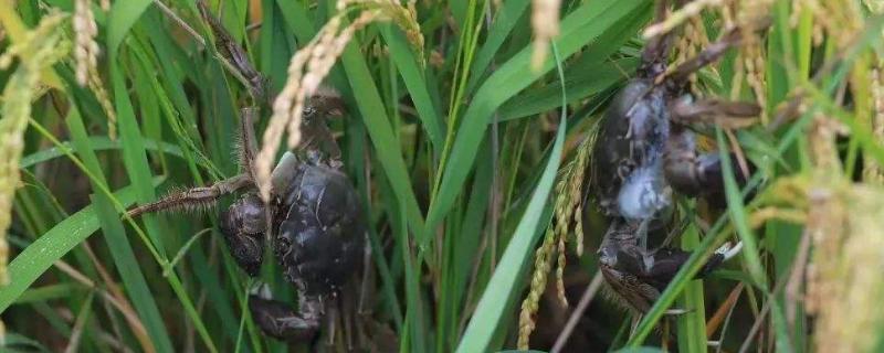 盘锦稻田蟹为什么很小，一亩产多少斤蟹