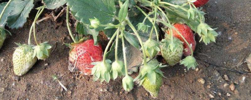 设施草莓主要病虫害及防治方法
