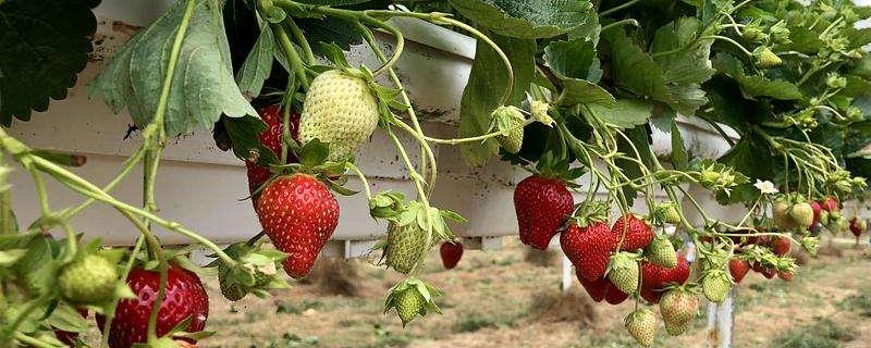 草莓各个时期的施肥方案，什么时候冲高磷肥