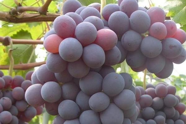 葡萄有哪些品种